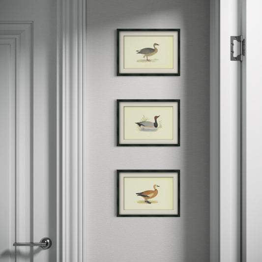 Original Antique Hand-Coloured Bird Print