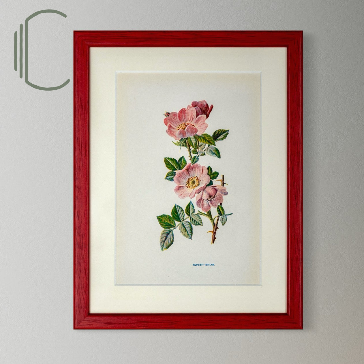 Original Antique Offset Lithograph from 1900s | Botanicals | Sold Individually