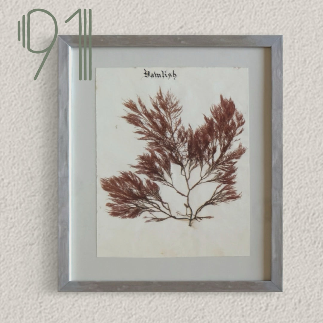 Unique Original Antique Seaweed Pressing, Circa 1860