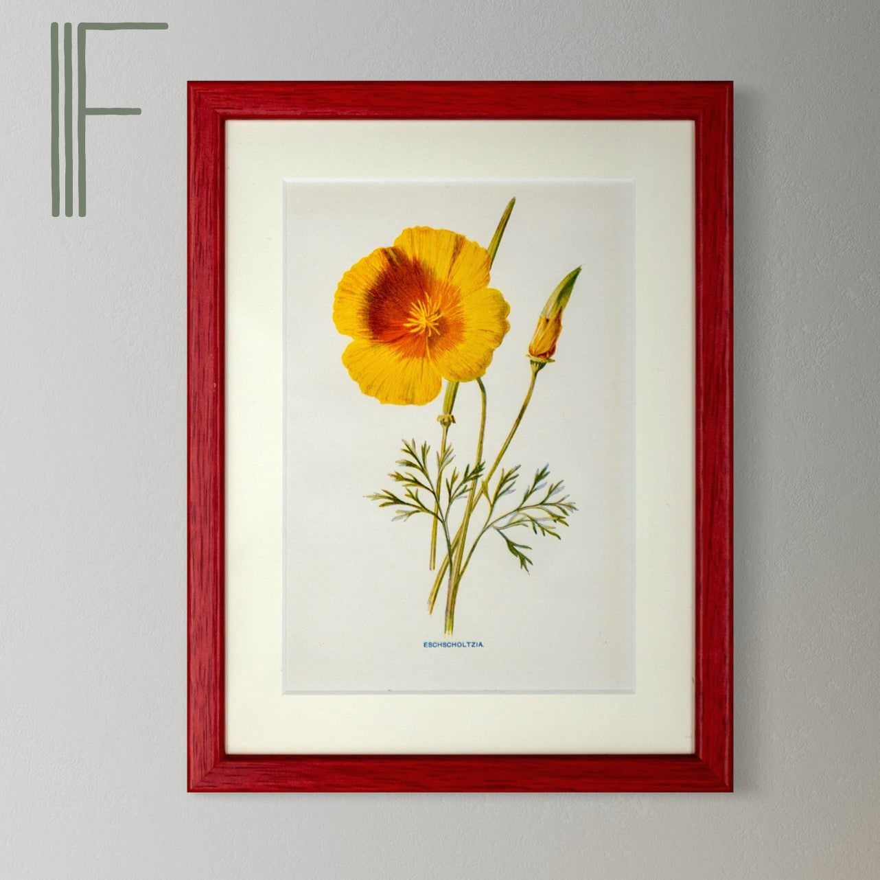 Original Antique Offset Lithograph from 1900s | Botanicals | Sold Individually