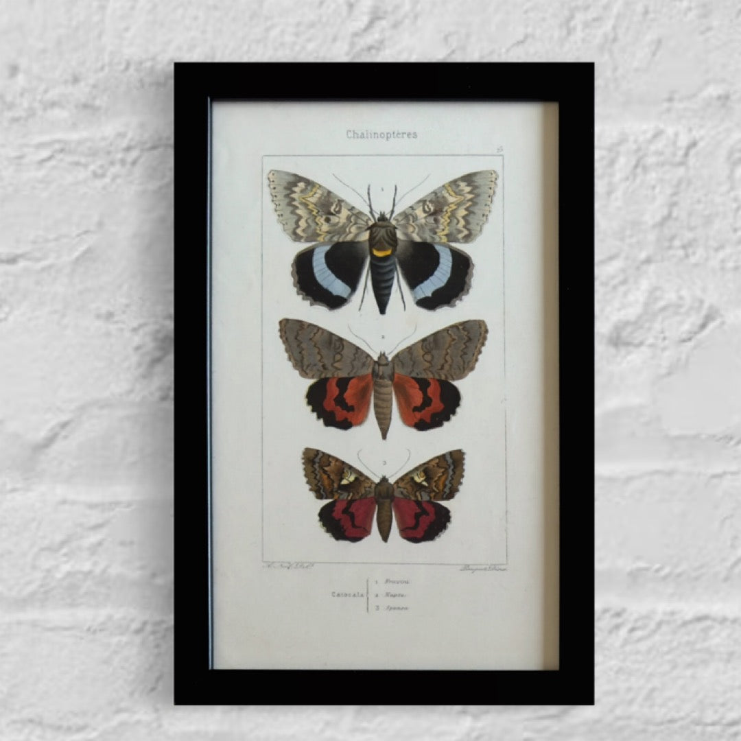 19th Century Original Hand-Coloured Antique Butterfly Engravings