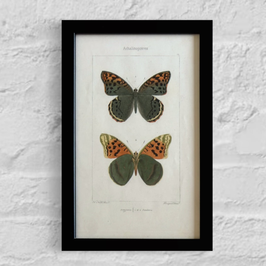 19th Century Original Hand-Coloured Antique Butterfly Engravings