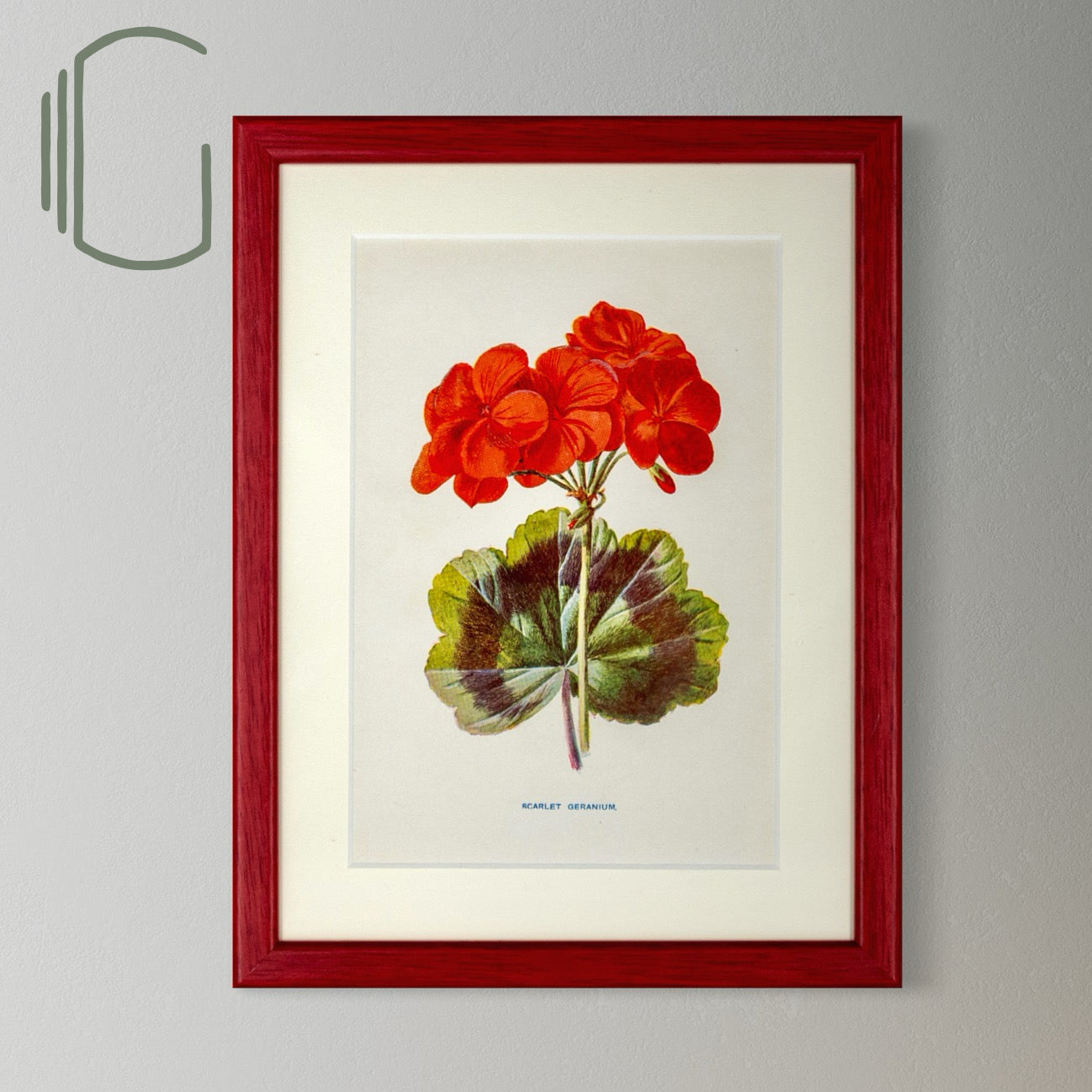 Original Antique Offset Lithograph from 1900s | Botanicals | Sold Individually
