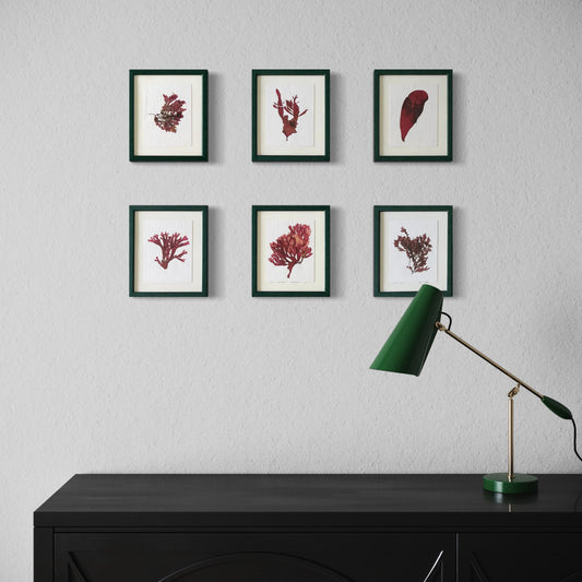 原味海藻壓製品