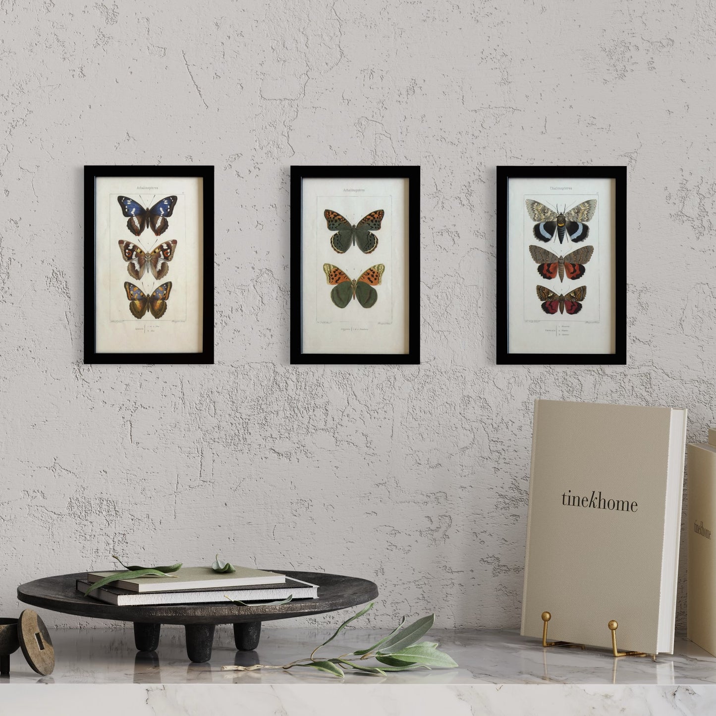 19th Century Original Hand-Coloured Antique Butterfly Engravings