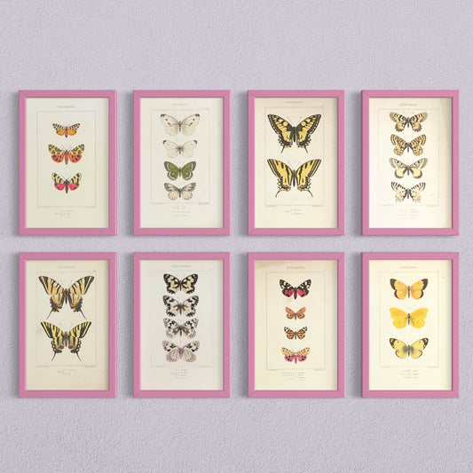 Set of Original Pink-Framed Antique Butterflies