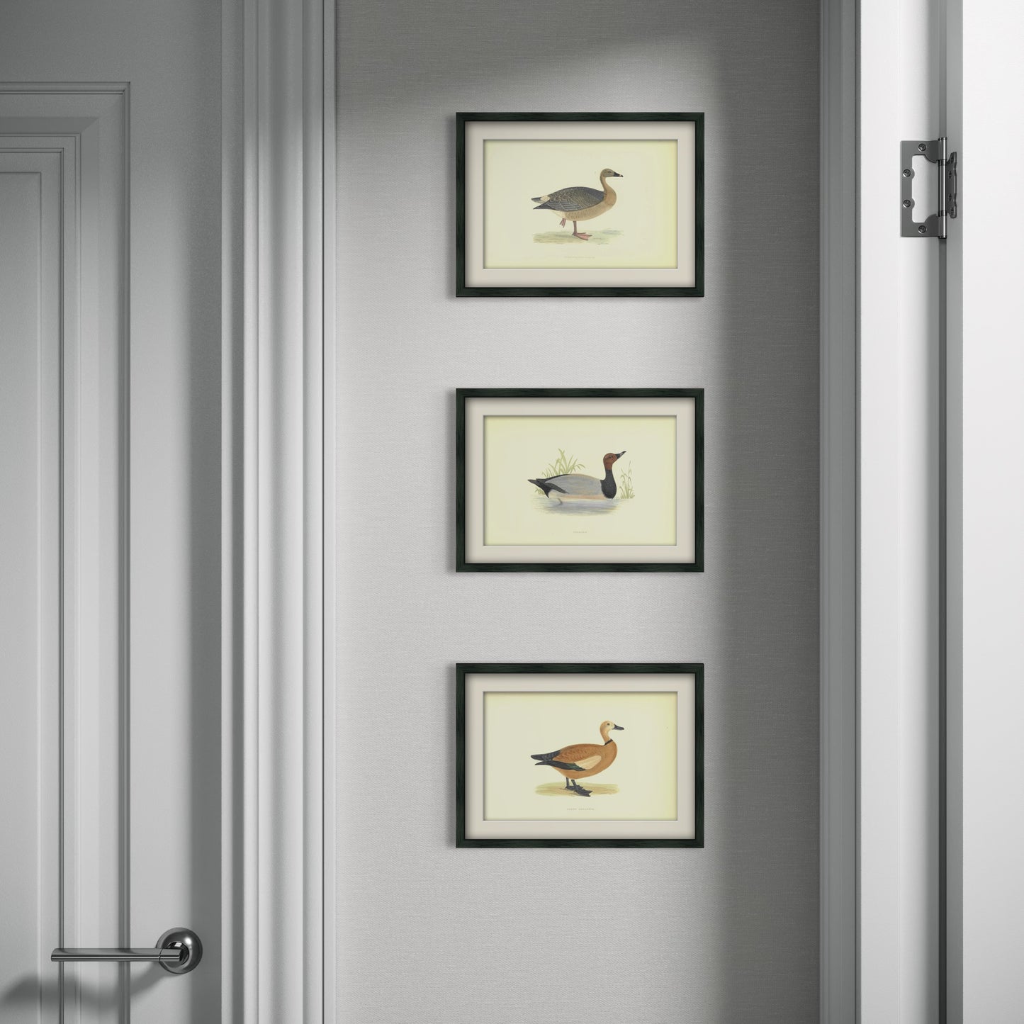 Original Antique Hand-Coloured Bird Print