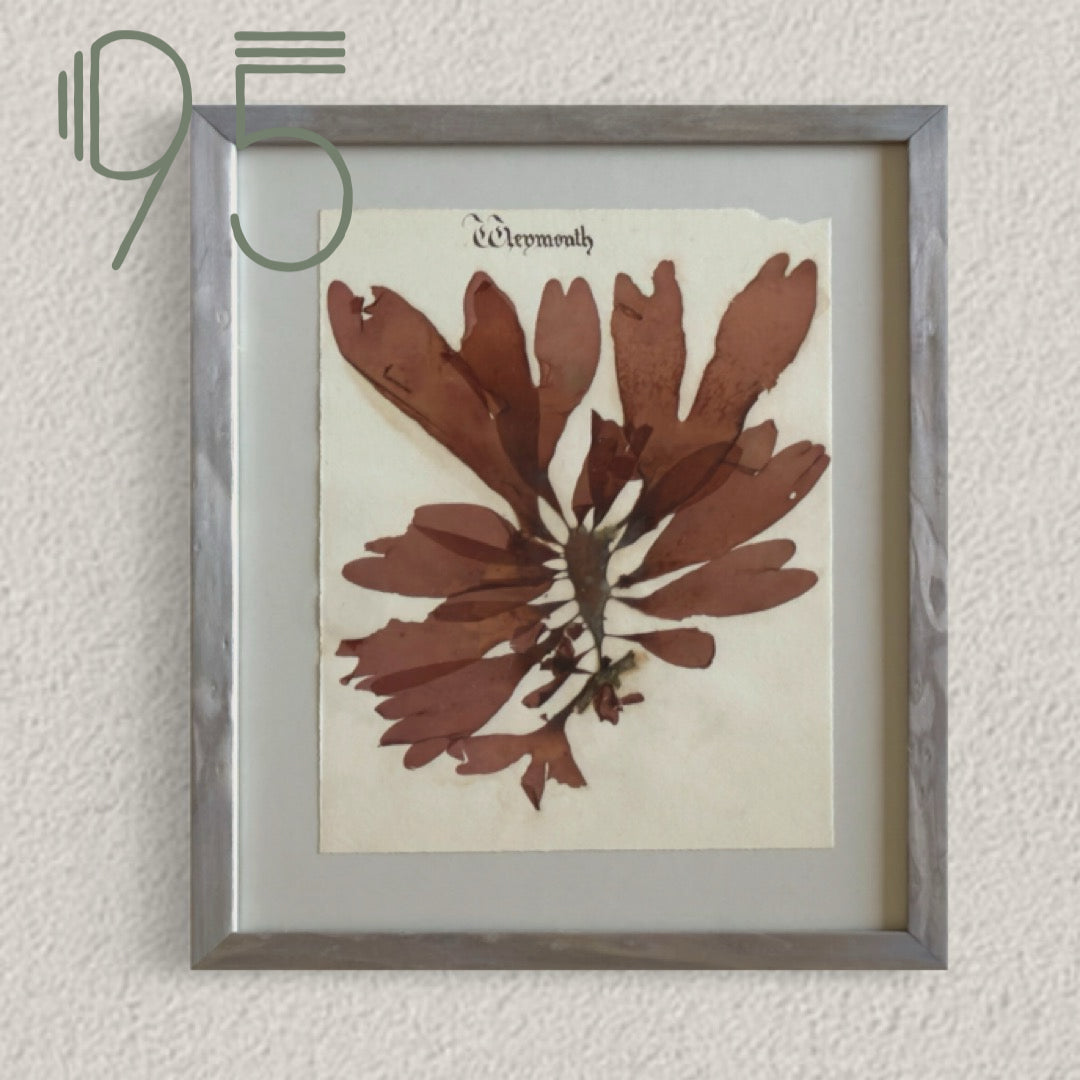 Unique Original Antique Seaweed Pressing, Circa 1860