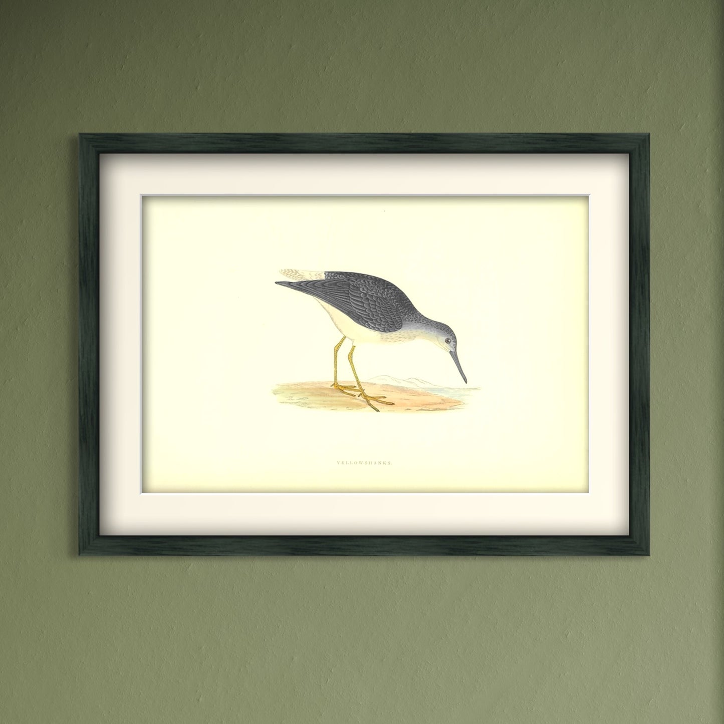 Original Antique Hand-Coloured Bird Print