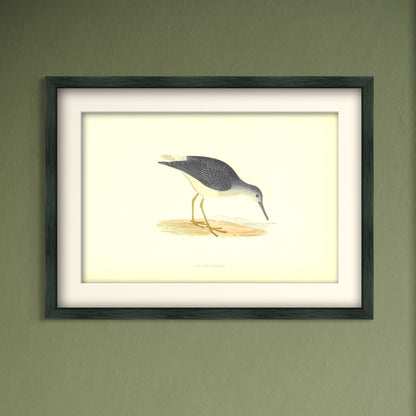 Original Antique Hand-Coloured Bird Print