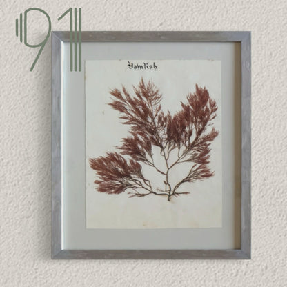 Unique Original Antique Seaweed Pressing, Circa 1860