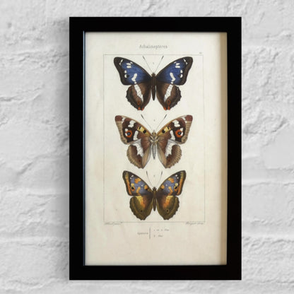 19th Century Original Hand-Coloured Antique Butterfly Engravings