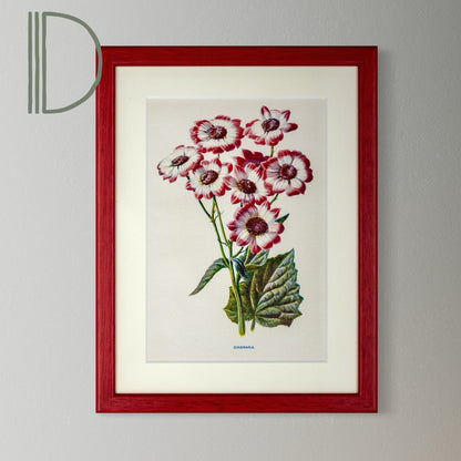 Original Antique Offset Lithograph from 1900s | Botanicals | Sold Individually