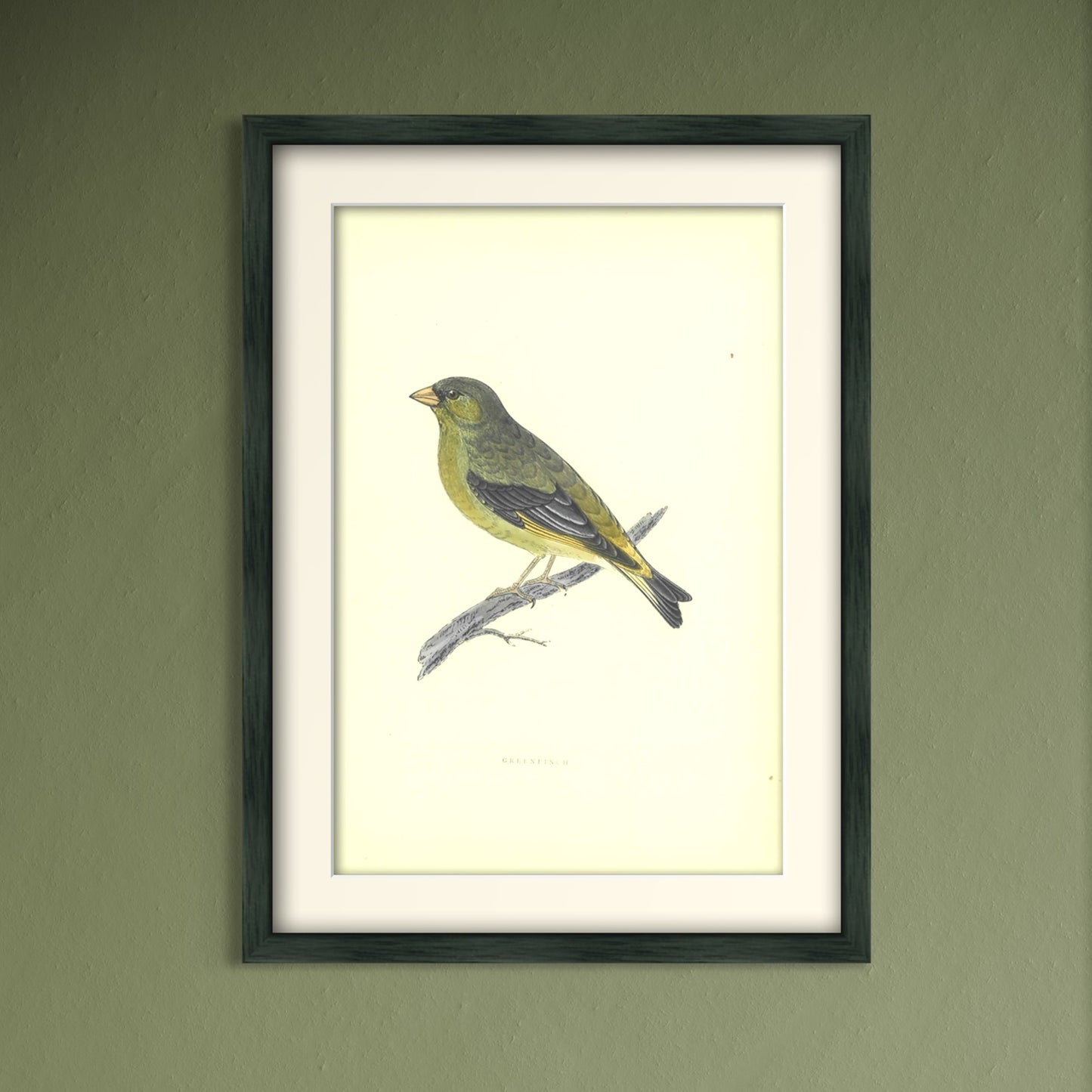 Original Antique Hand-Coloured Bird Print