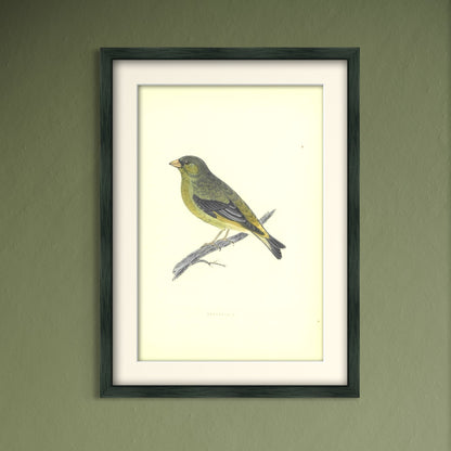 Original Antique Hand-Coloured Bird Print