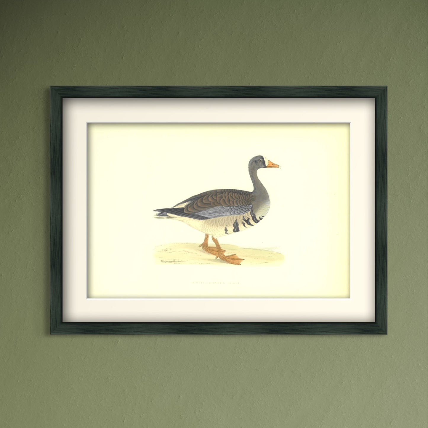 Original Antique Hand-Coloured Bird Print