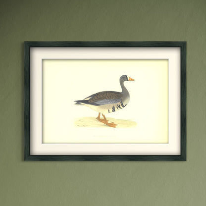 Original Antique Hand-Coloured Bird Print