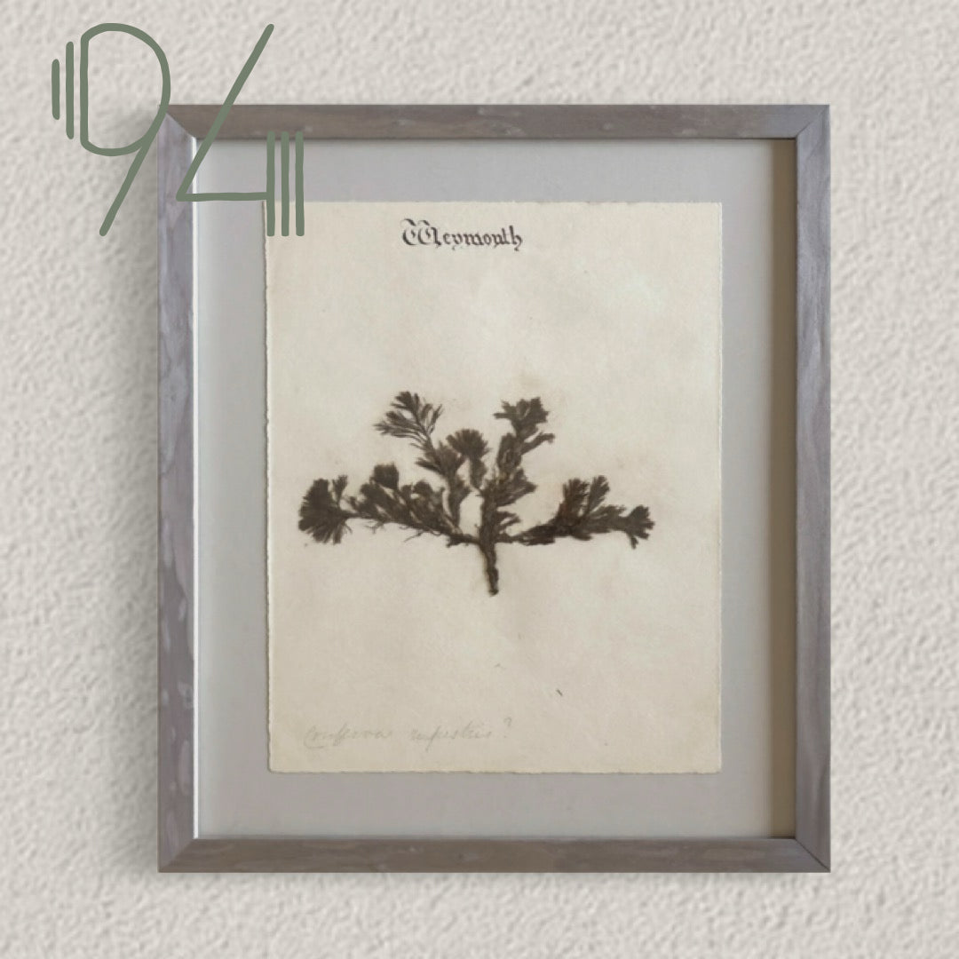 Unique Original Antique Seaweed Pressing, Circa 1860