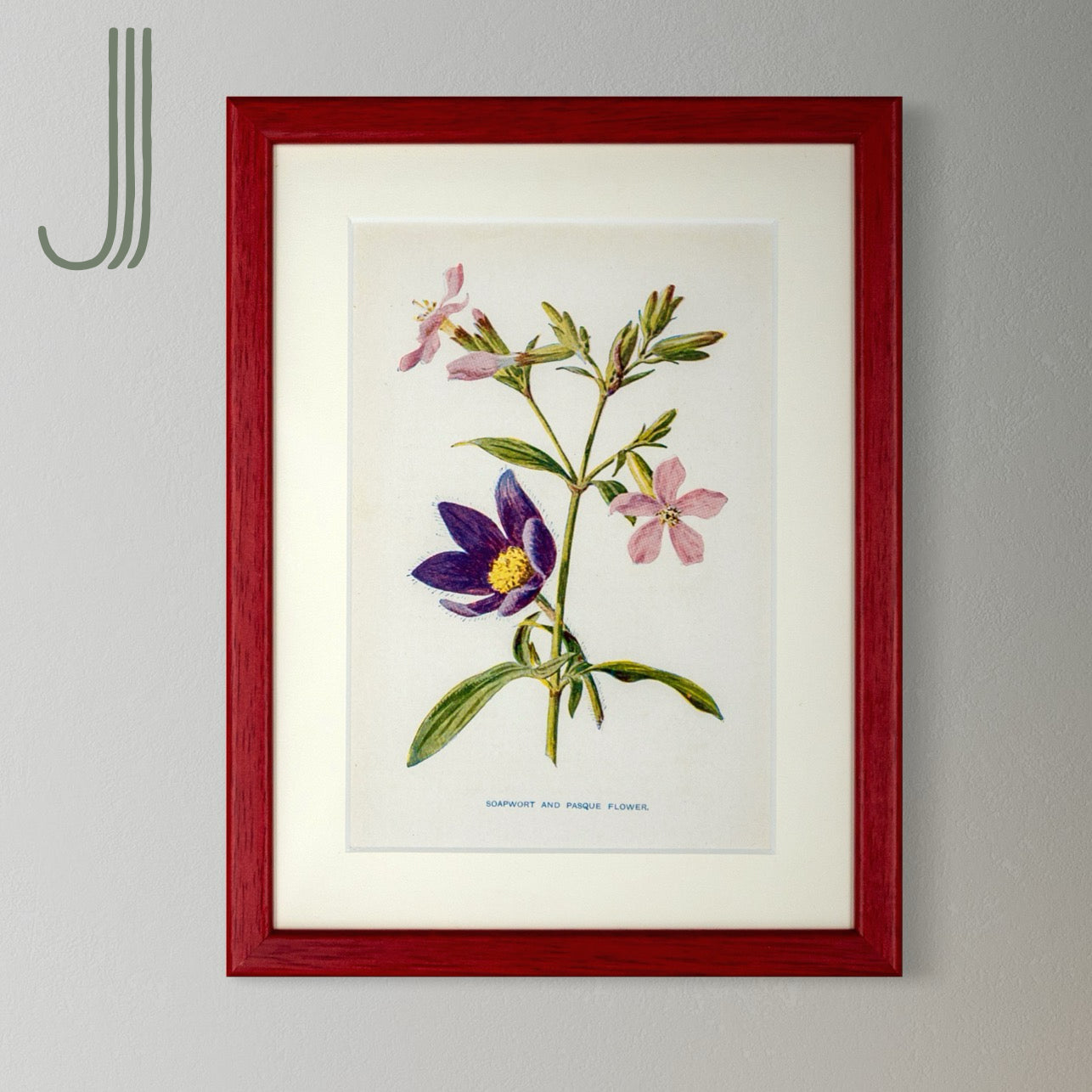 Original Antique Offset Lithograph from 1900s | Botanicals | Sold Individually