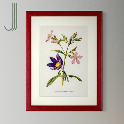 Original Antique Offset Lithograph from 1900s | Botanicals | Sold Individually