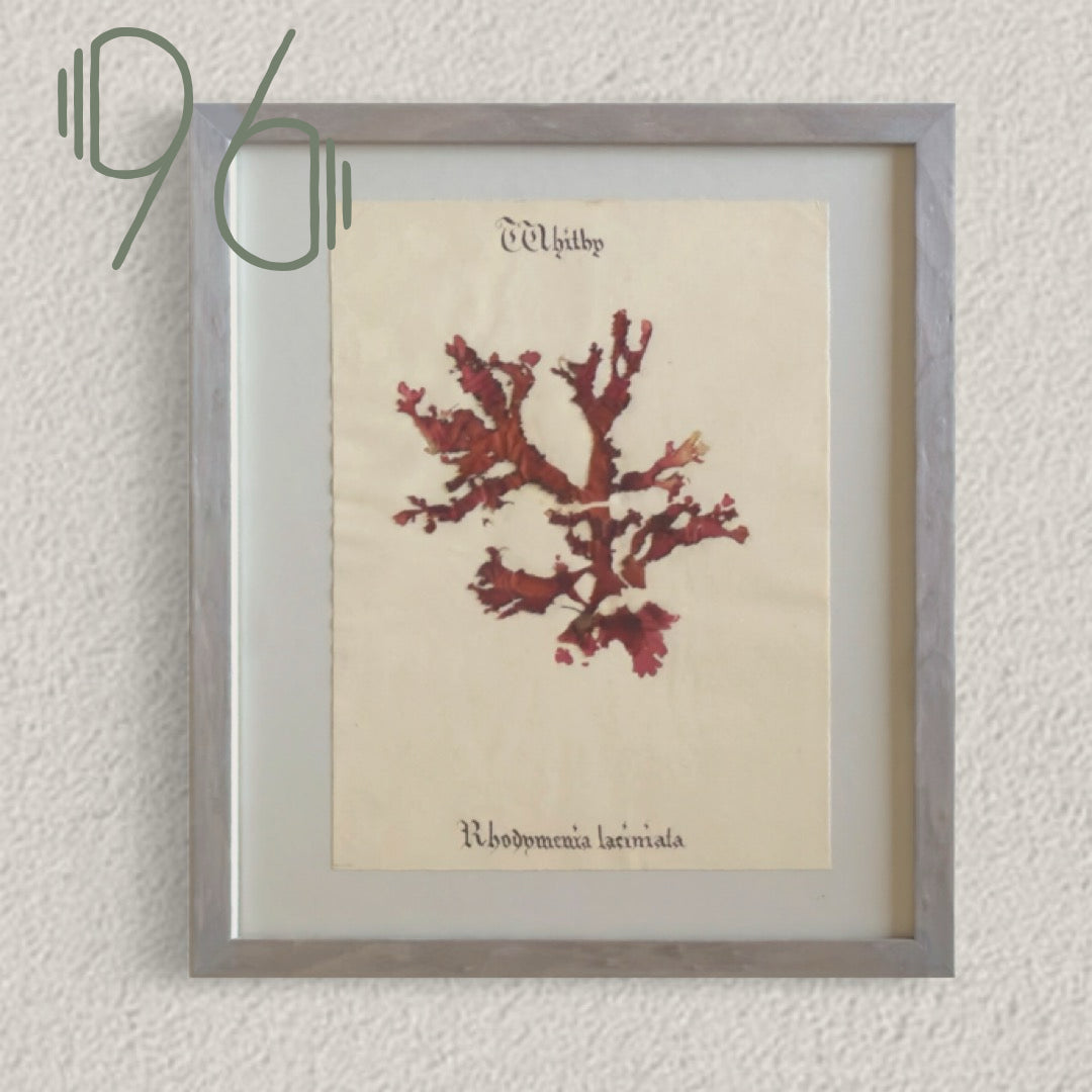 Unique Original Antique Seaweed Pressing, Circa 1860