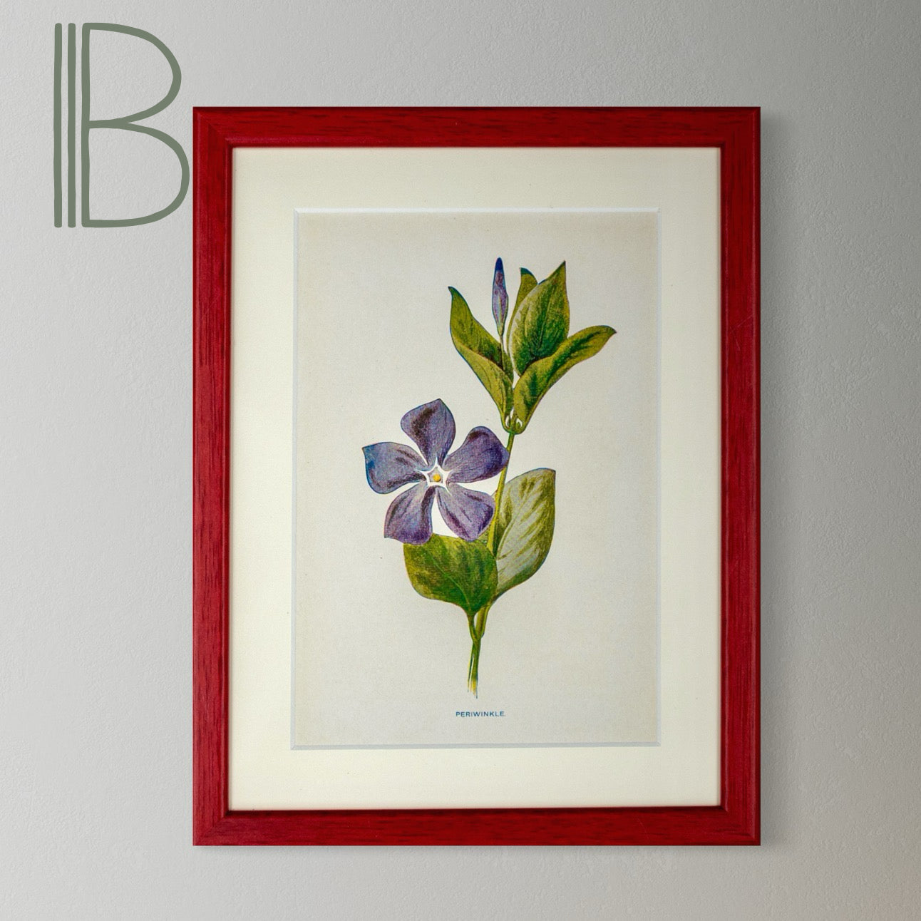 Original Antique Offset Lithograph from 1900s | Botanicals | Sold Individually