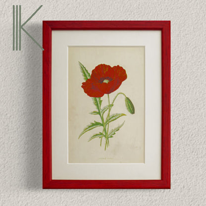 Original Antique Offset Lithograph from 1900s | Botanicals | Sold Individually