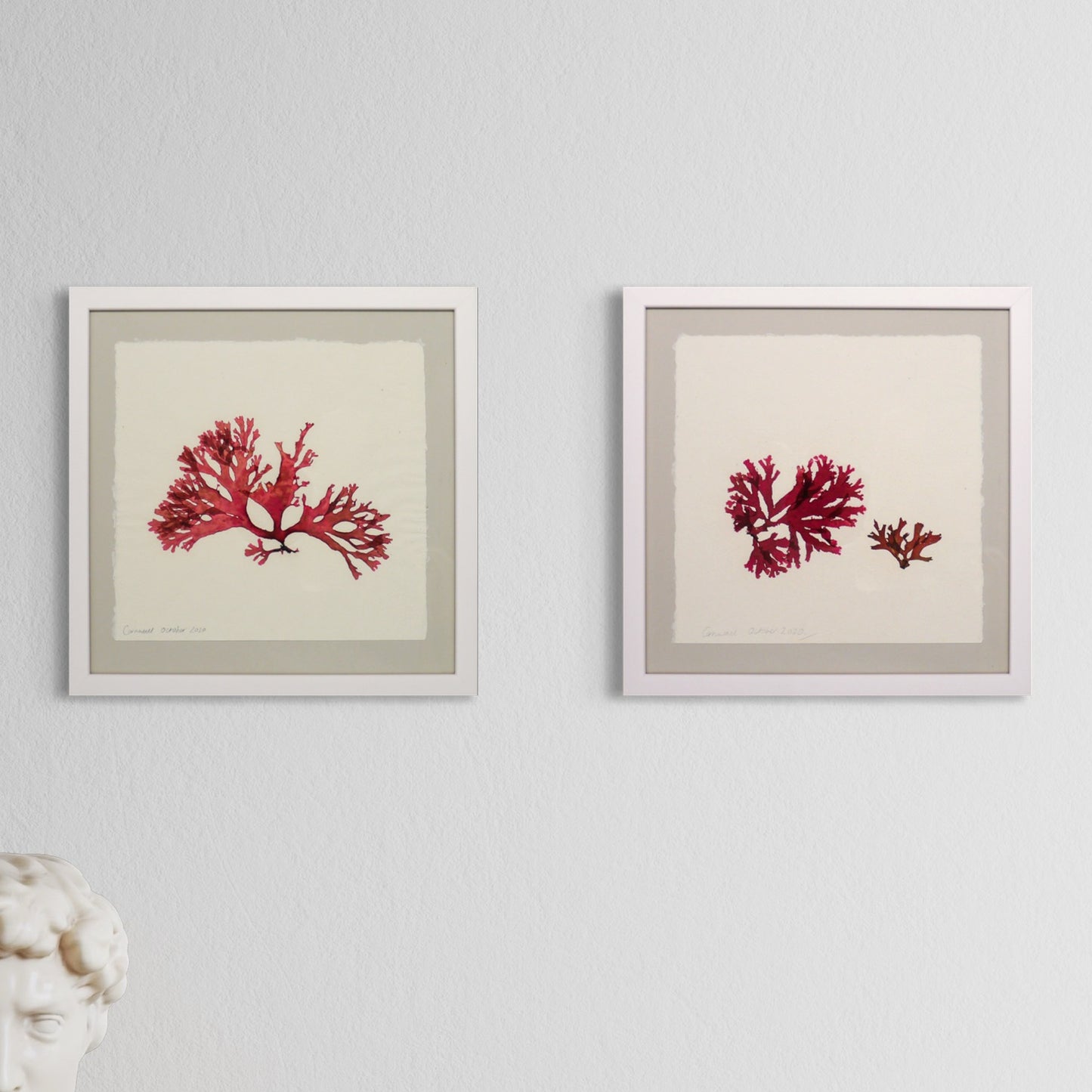 Original Seaweed Pressings