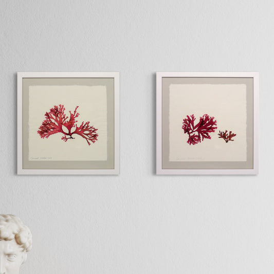 Original Seaweed Pressings