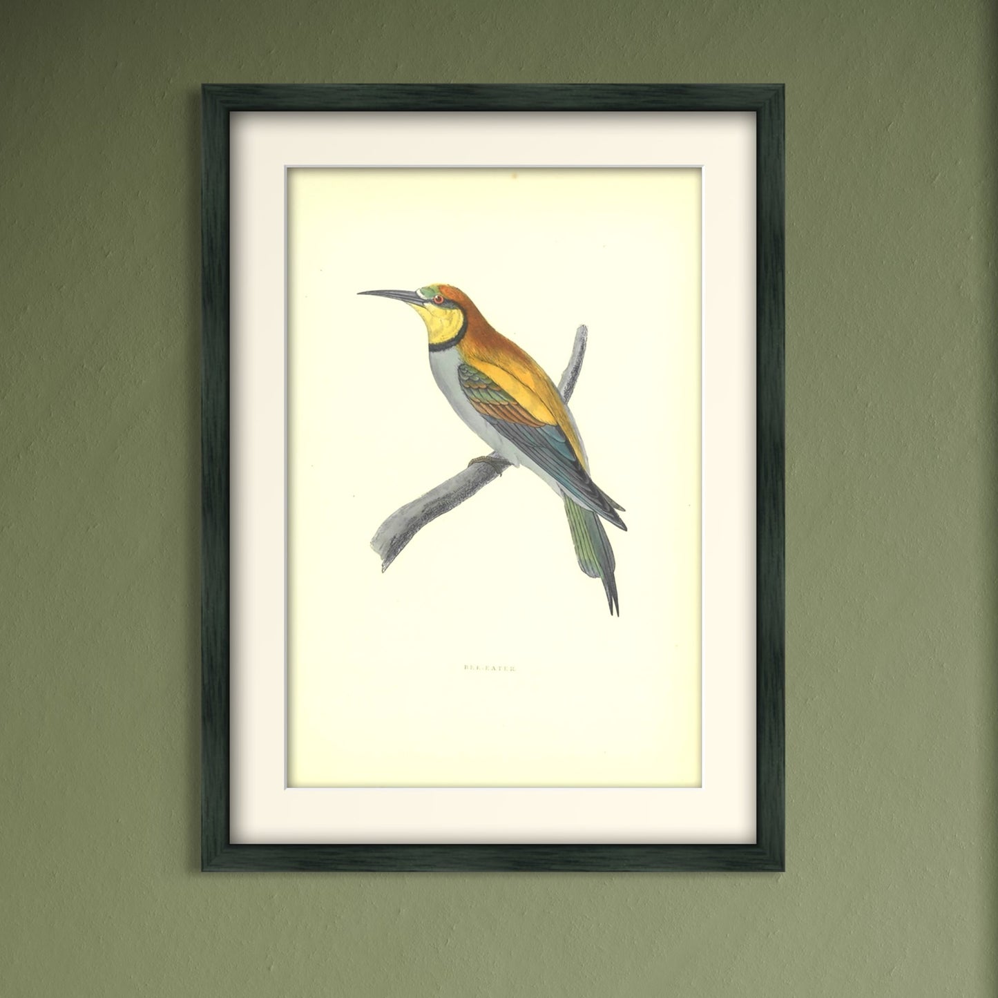 Original Antique Hand-Coloured Bird Print