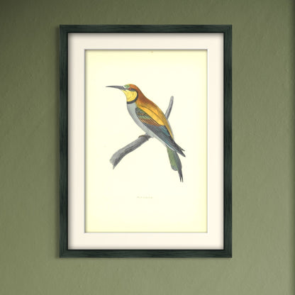 Original Antique Hand-Coloured Bird Print