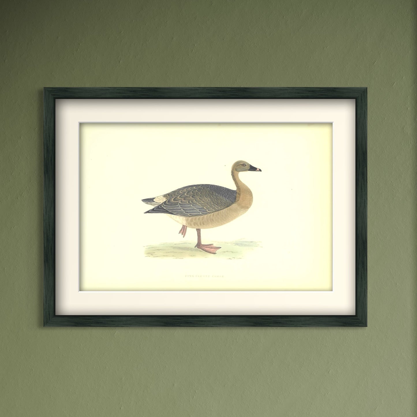 Original Antique Hand-Coloured Bird Print