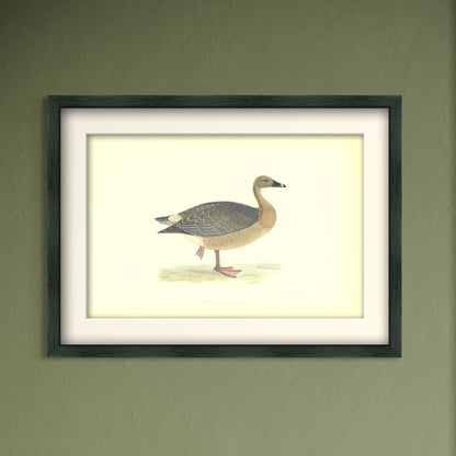 Original Antique Hand-Coloured Bird Print