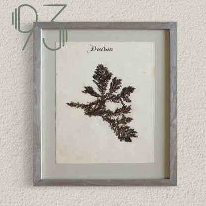 Unique Original Antique Seaweed Pressing, Circa 1860