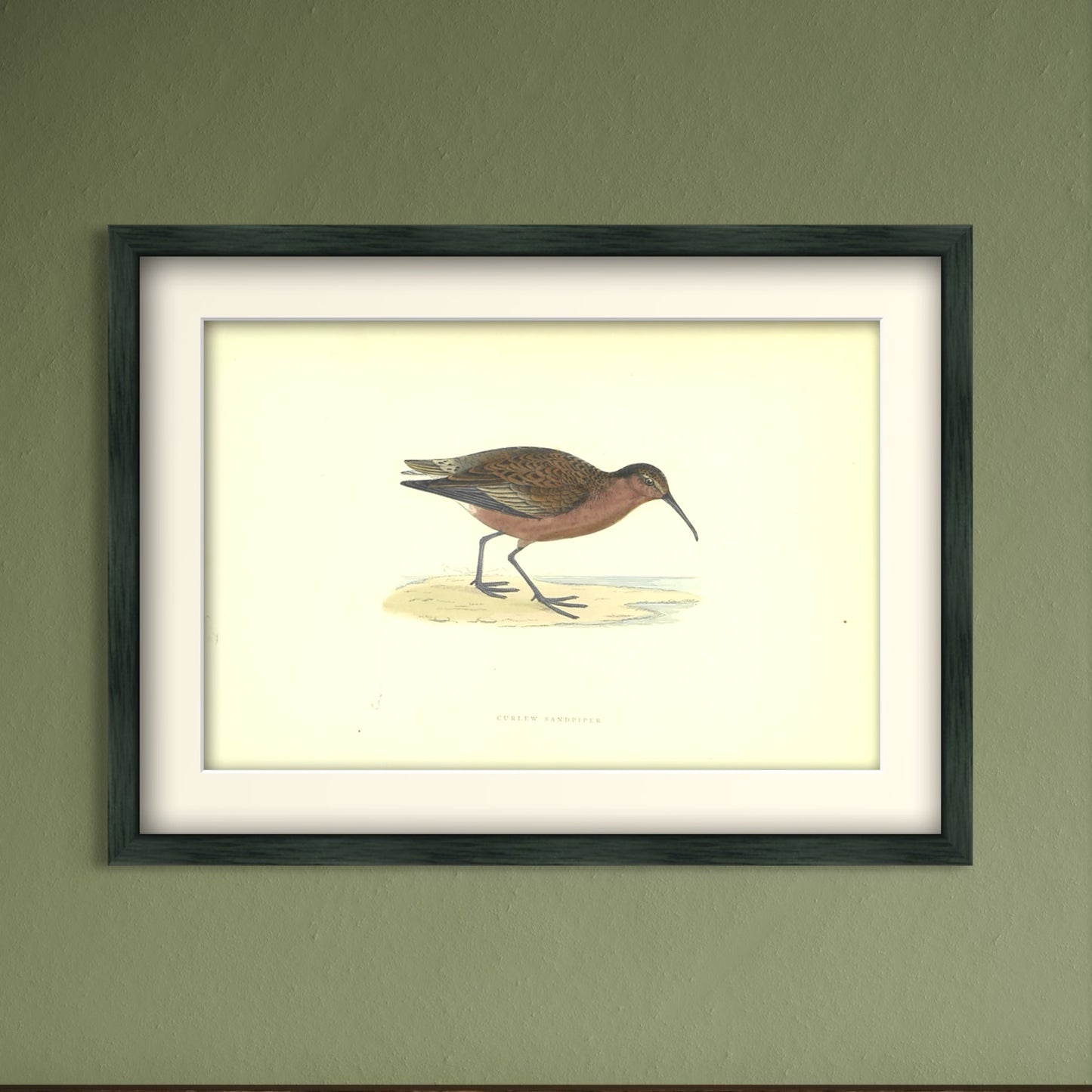 Original Antique Hand-Coloured Bird Print