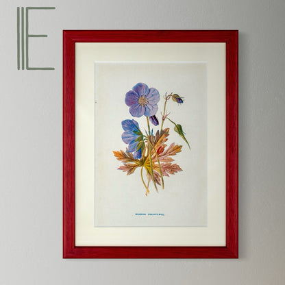 Original Antique Offset Lithograph from 1900s | Botanicals | Sold Individually