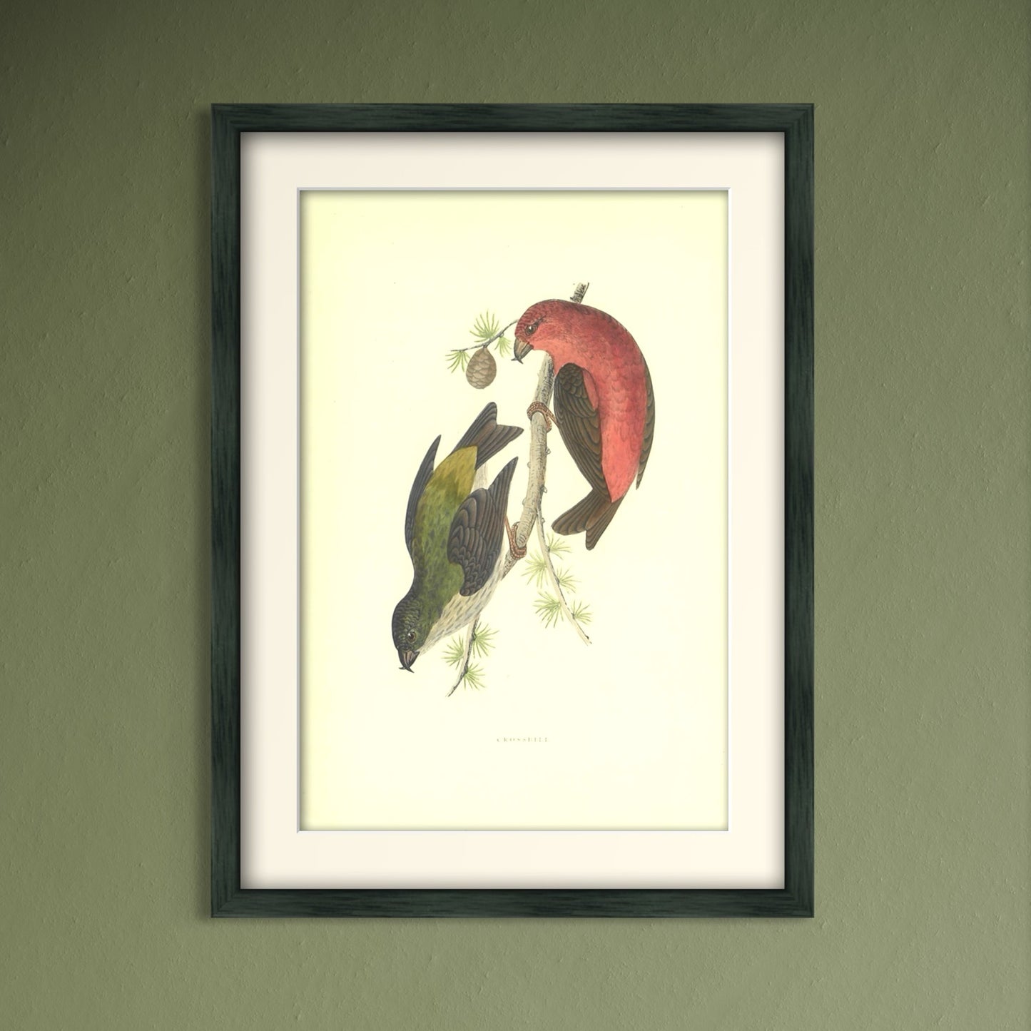 Original Antique Hand-Coloured Bird Print