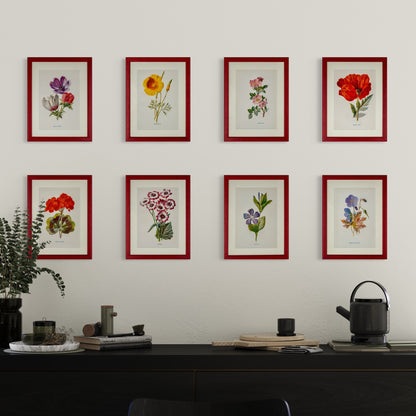 Original Antique Offset Lithograph from 1900s | Botanicals | Sold Individually