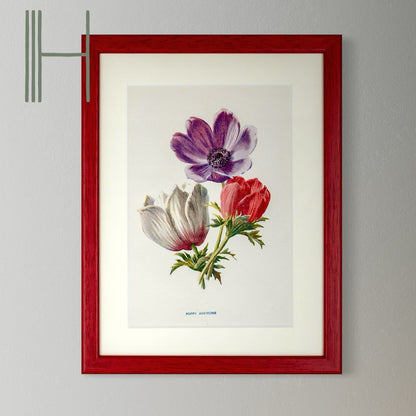 Original Antique Offset Lithograph from 1900s | Botanicals | Sold Individually