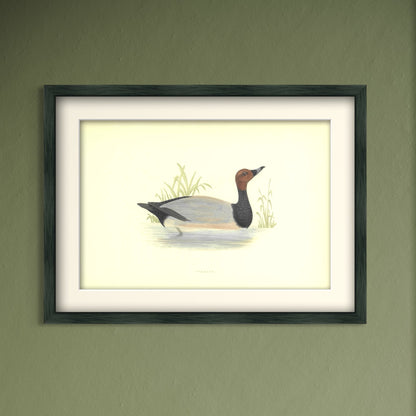 Original Antique Hand-Coloured Bird Print