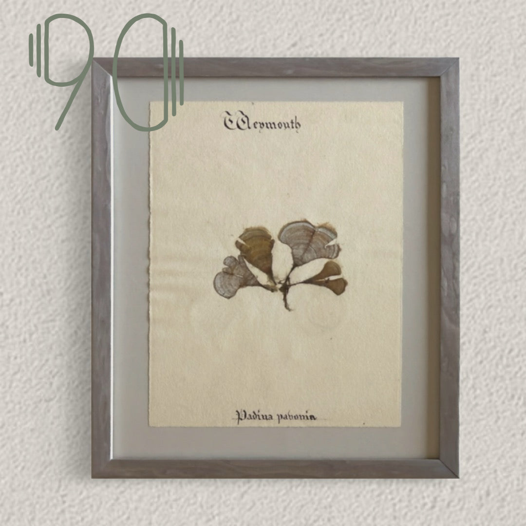 Unique Original Antique Seaweed Pressing, Circa 1860