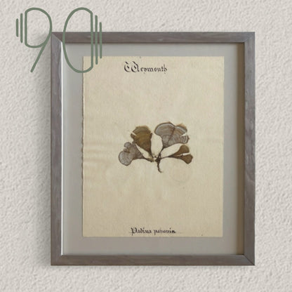 Unique Original Antique Seaweed Pressing, Circa 1860