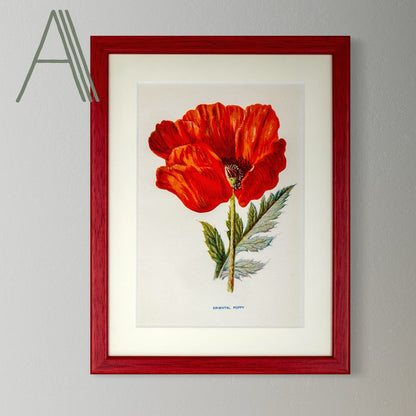 Original Antique Offset Lithograph from 1900s | Botanicals | Sold Individually