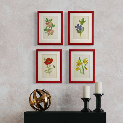 Original Antique Offset Lithograph from 1900s | Botanicals | Sold Individually