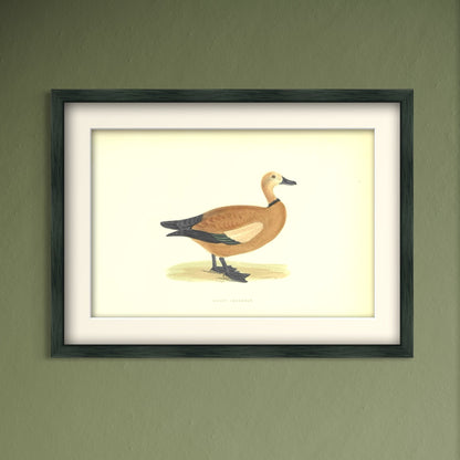 Original Antique Hand-Coloured Bird Print