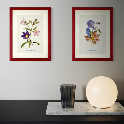 Original Antique Offset Lithograph from 1900s | Botanicals | Sold Individually