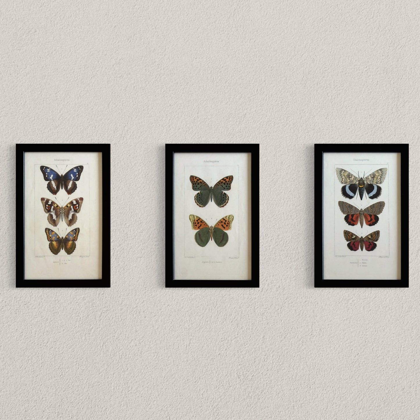 19th Century Original Hand-Coloured Antique Butterfly Engravings