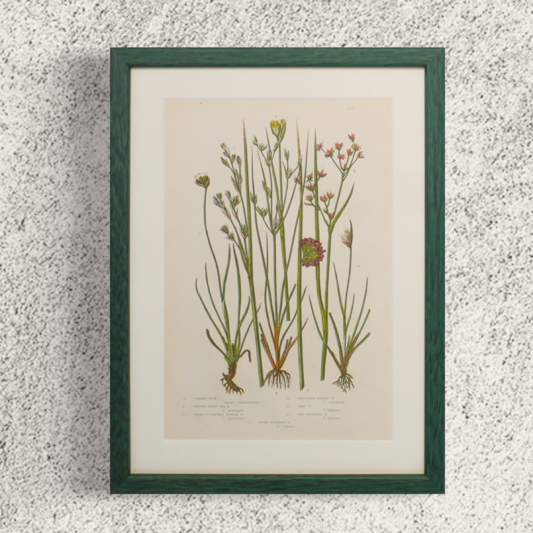 一套原創綠色古董植物印刷品