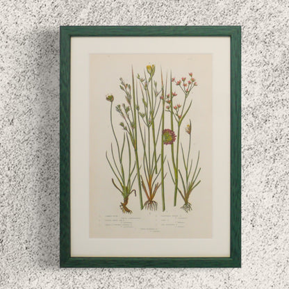 一套原創綠色古董植物印刷品