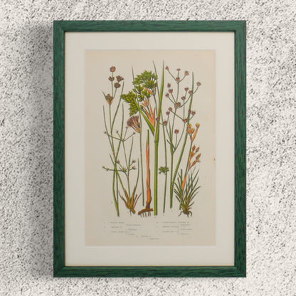 一套原創綠色古董植物印刷品